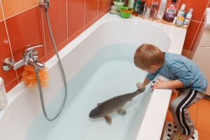 Carp for Christmas